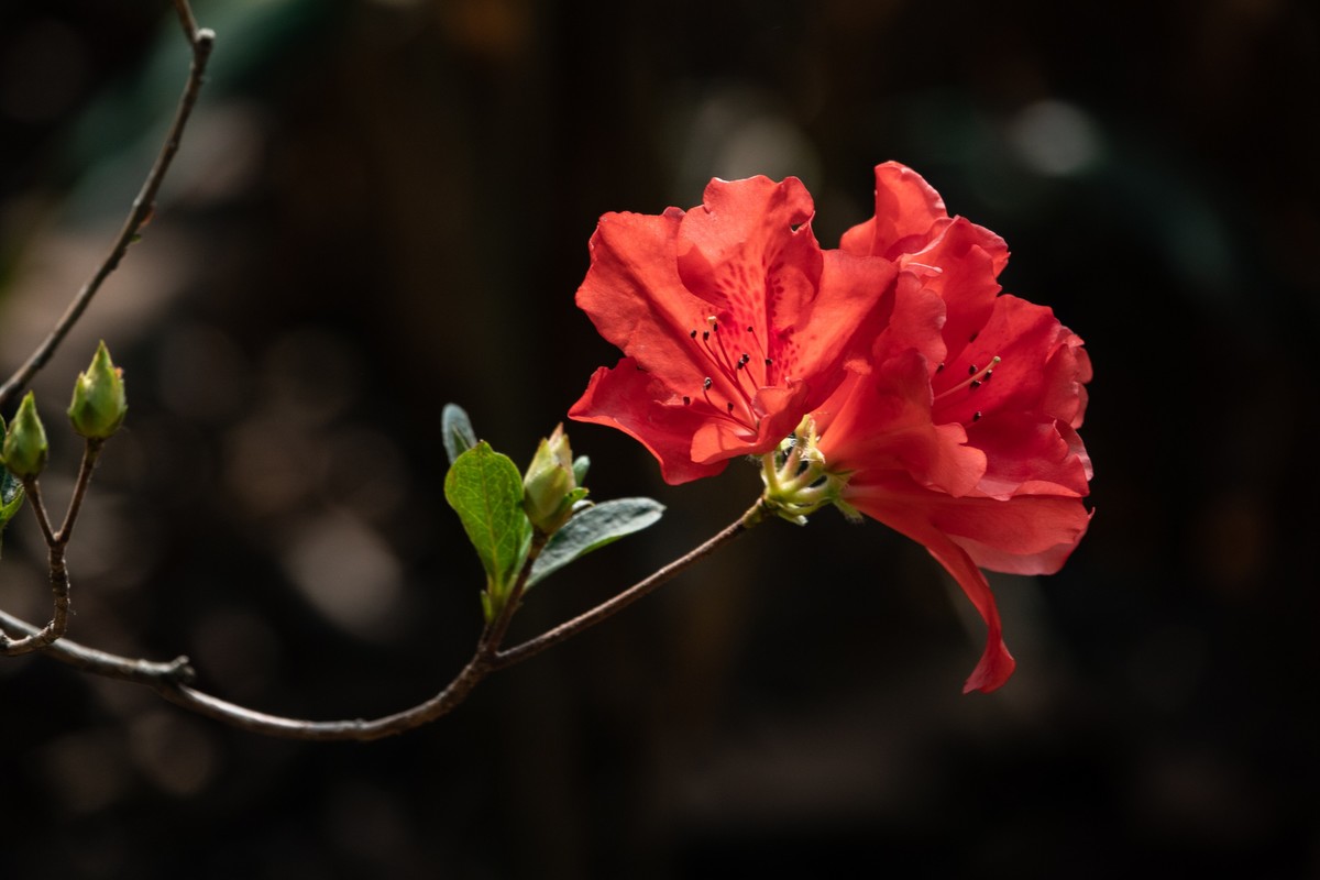 花枝招展（406）