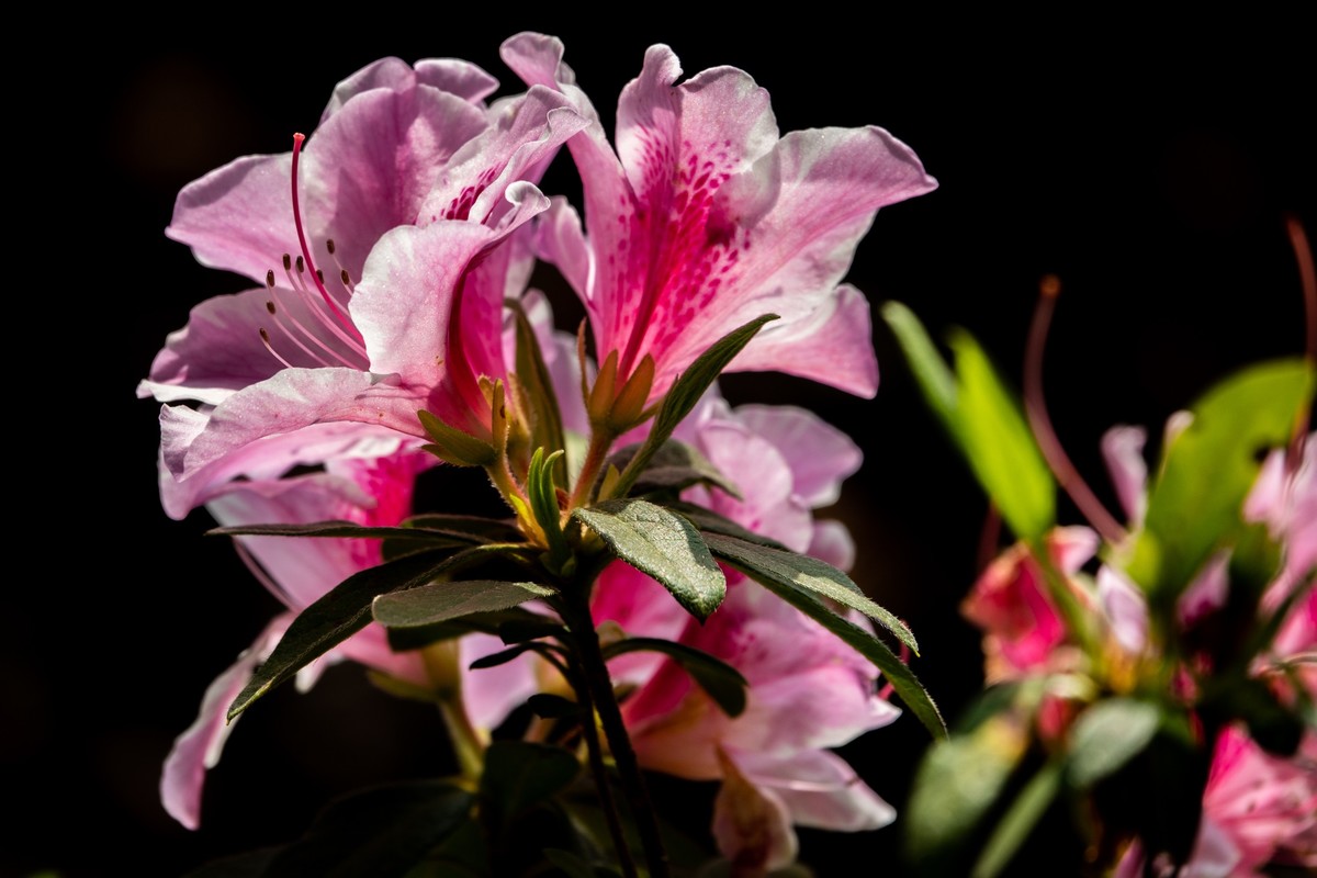 花枝招展（406）