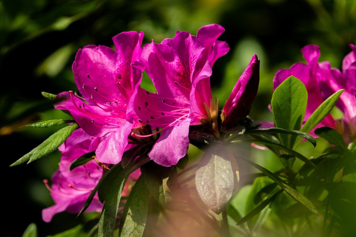 花枝招展（406）