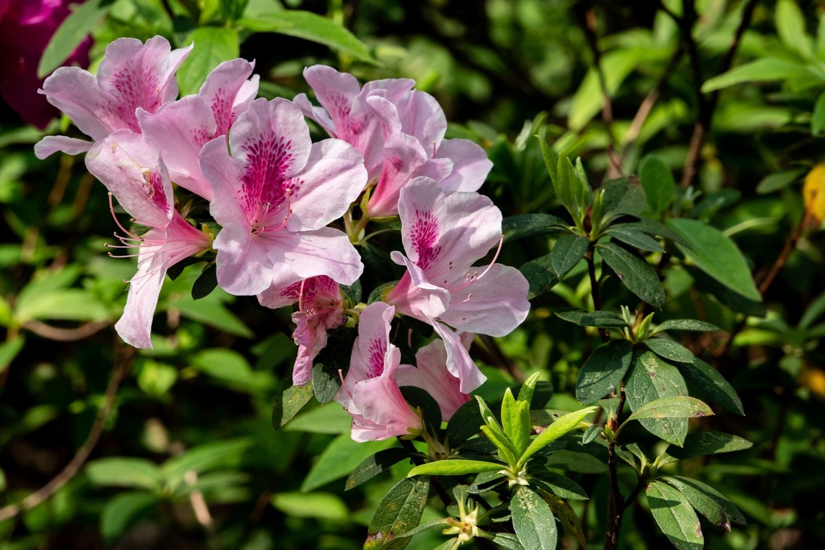 花枝招展（406）