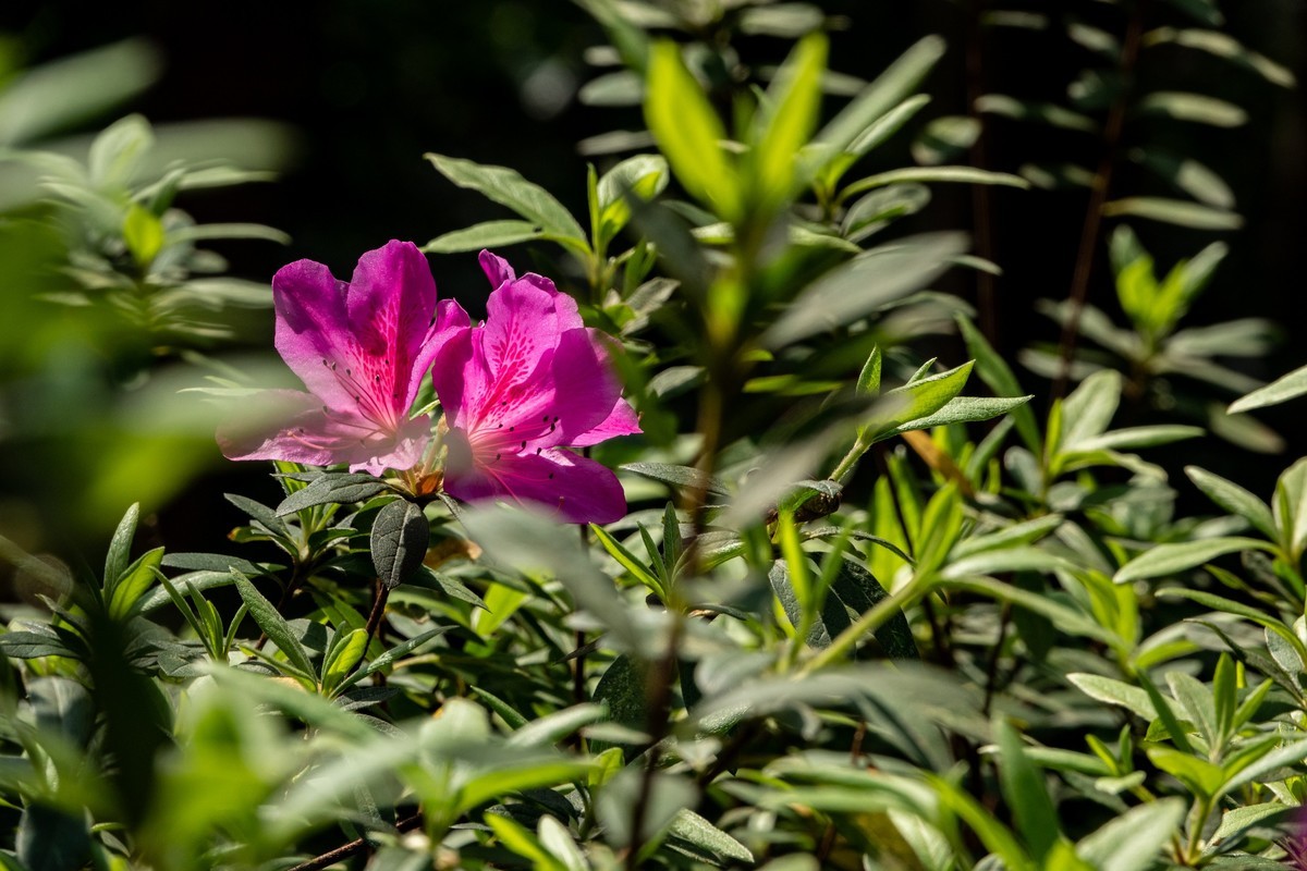 花枝招展（406）