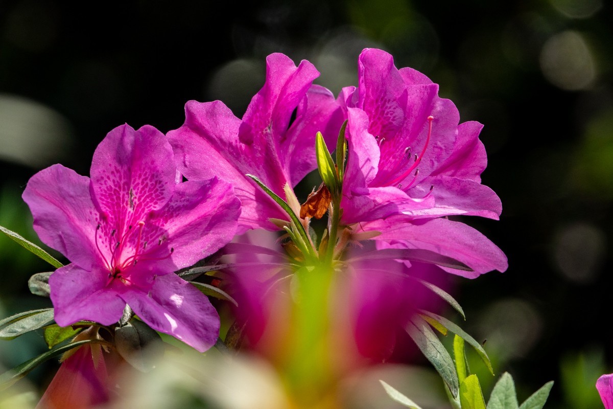 花枝招展（406）