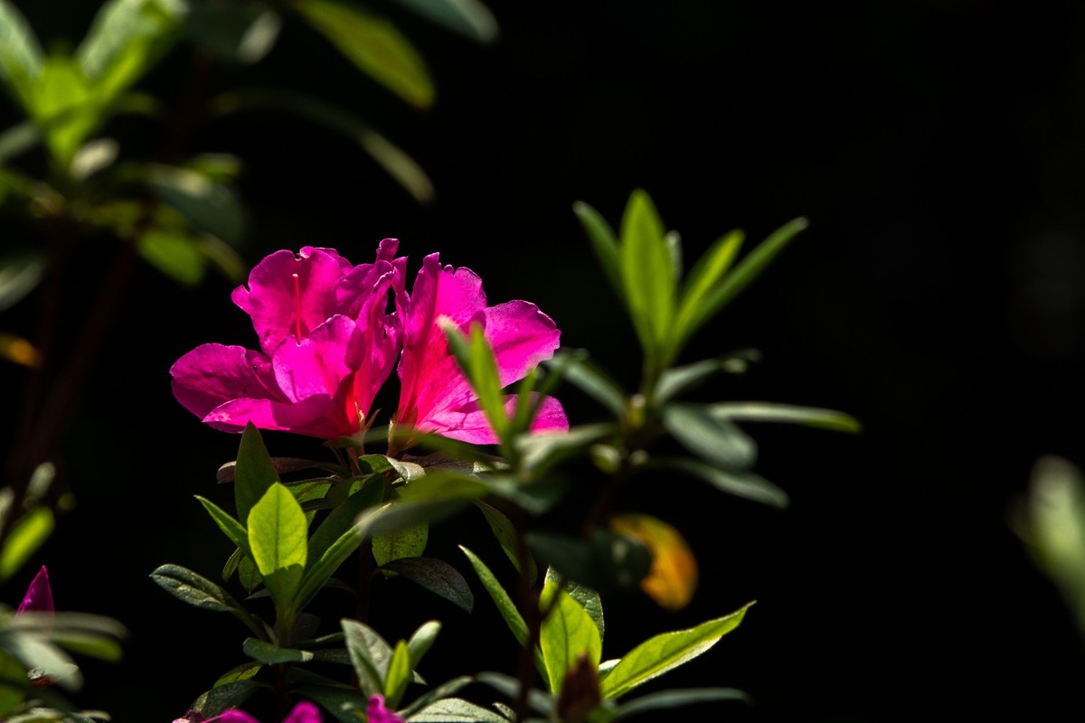 花枝招展（406）