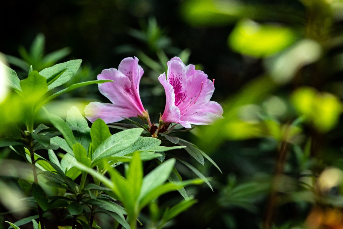 花枝招展（406）