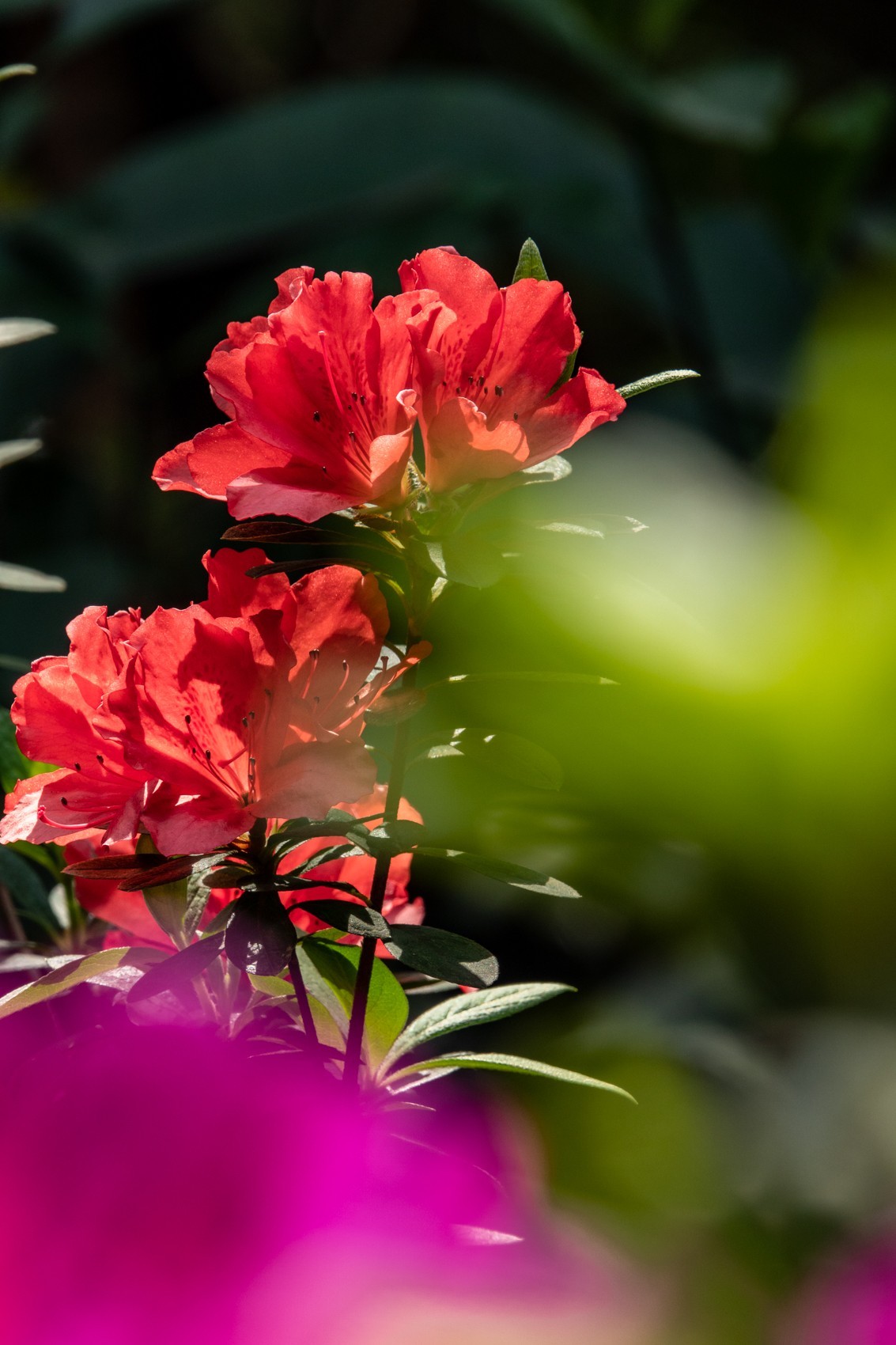 花枝招展（406）