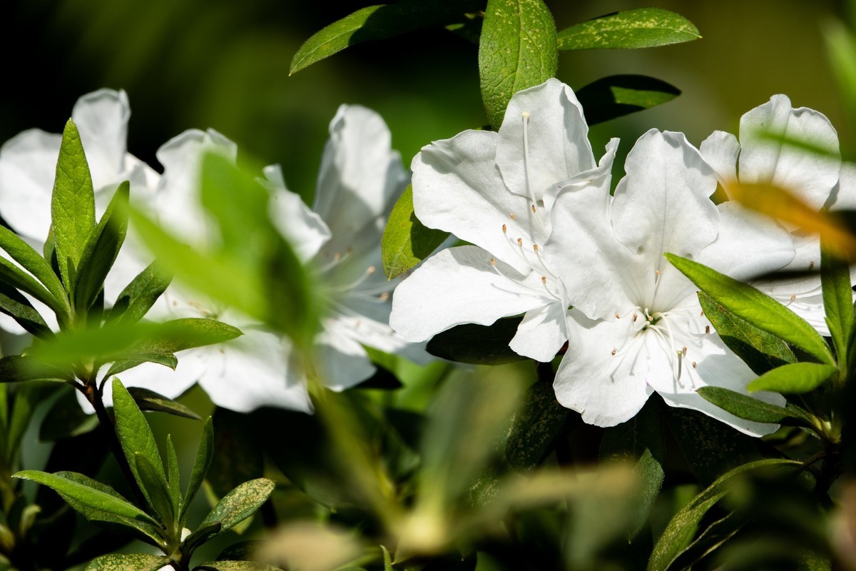 花枝招展（406）