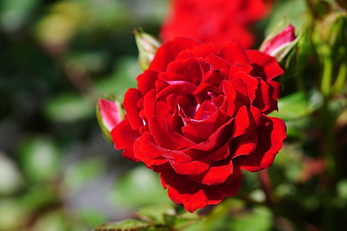 月季花（15）