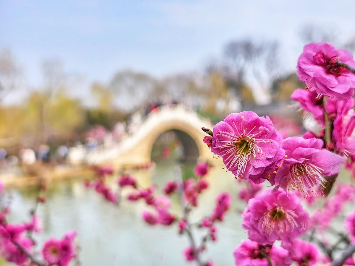 江南寻梅（13）