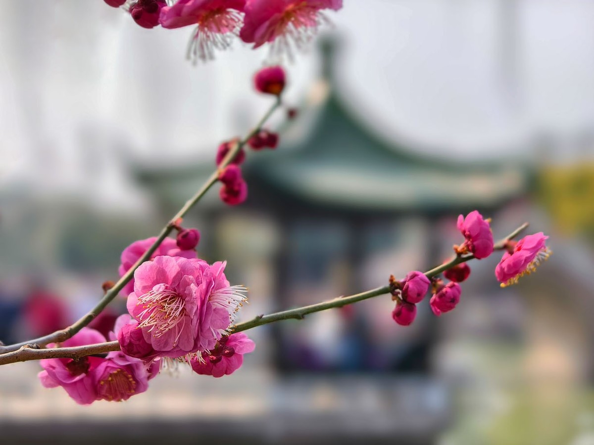 江南寻梅（13）