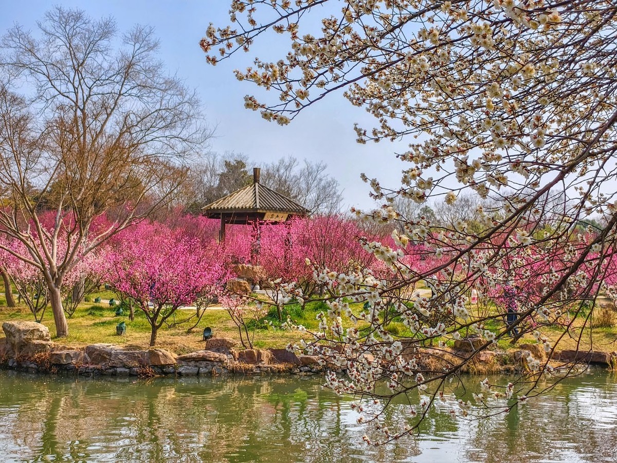 江南寻梅（13）