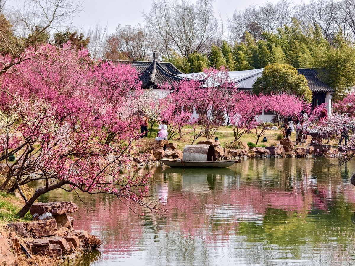 江南寻梅（13）