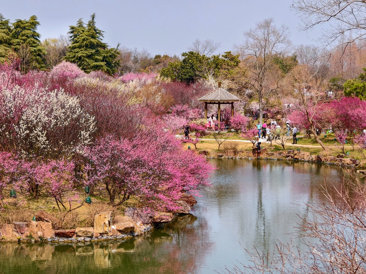 江南寻梅（13）