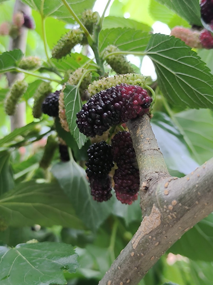 漫步星城 走街串巷（689）省农科院基地