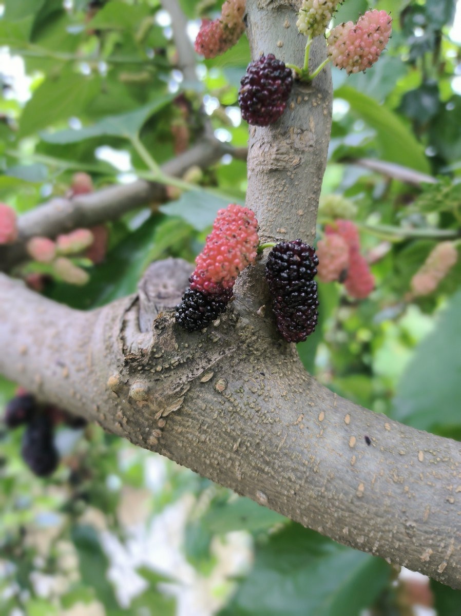 漫步星城 走街串巷（689）省农科院基地