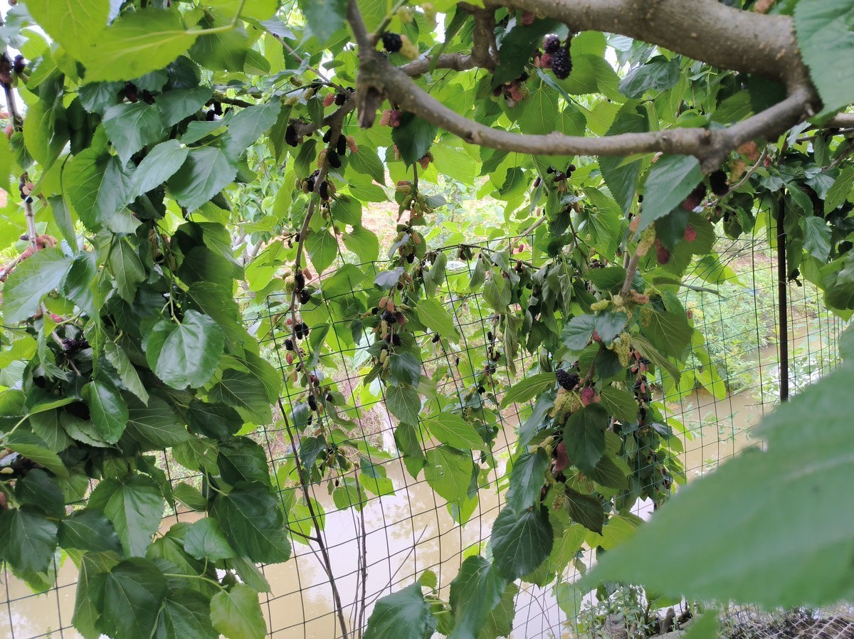 漫步星城 走街串巷（689）省农科院基地