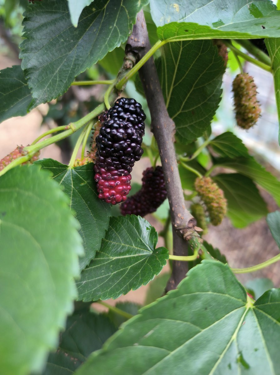 漫步星城 走街串巷（689）省农科院基地