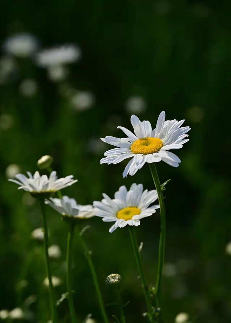 百日菊