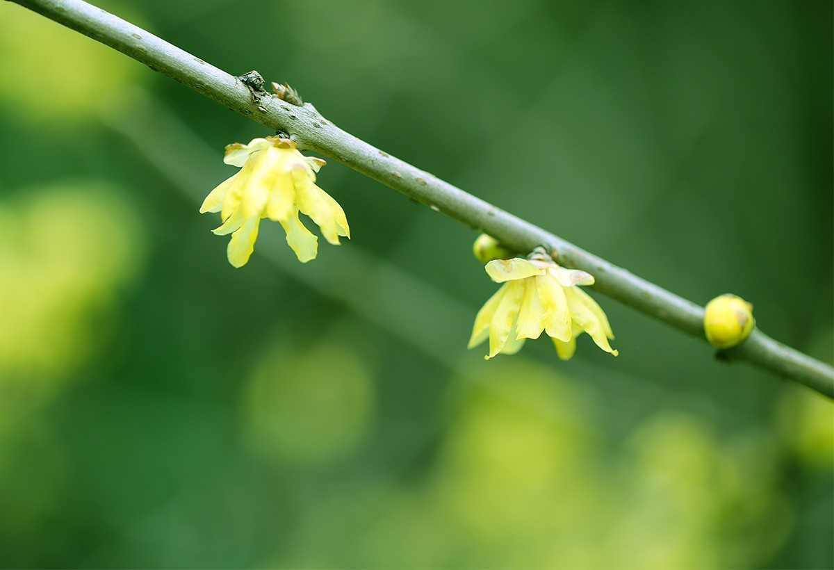 祝各位老师春节愉快！虎年好运！
