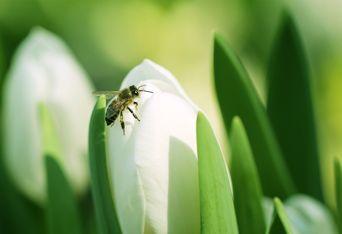 祝各位老师春节愉快！虎年好运！