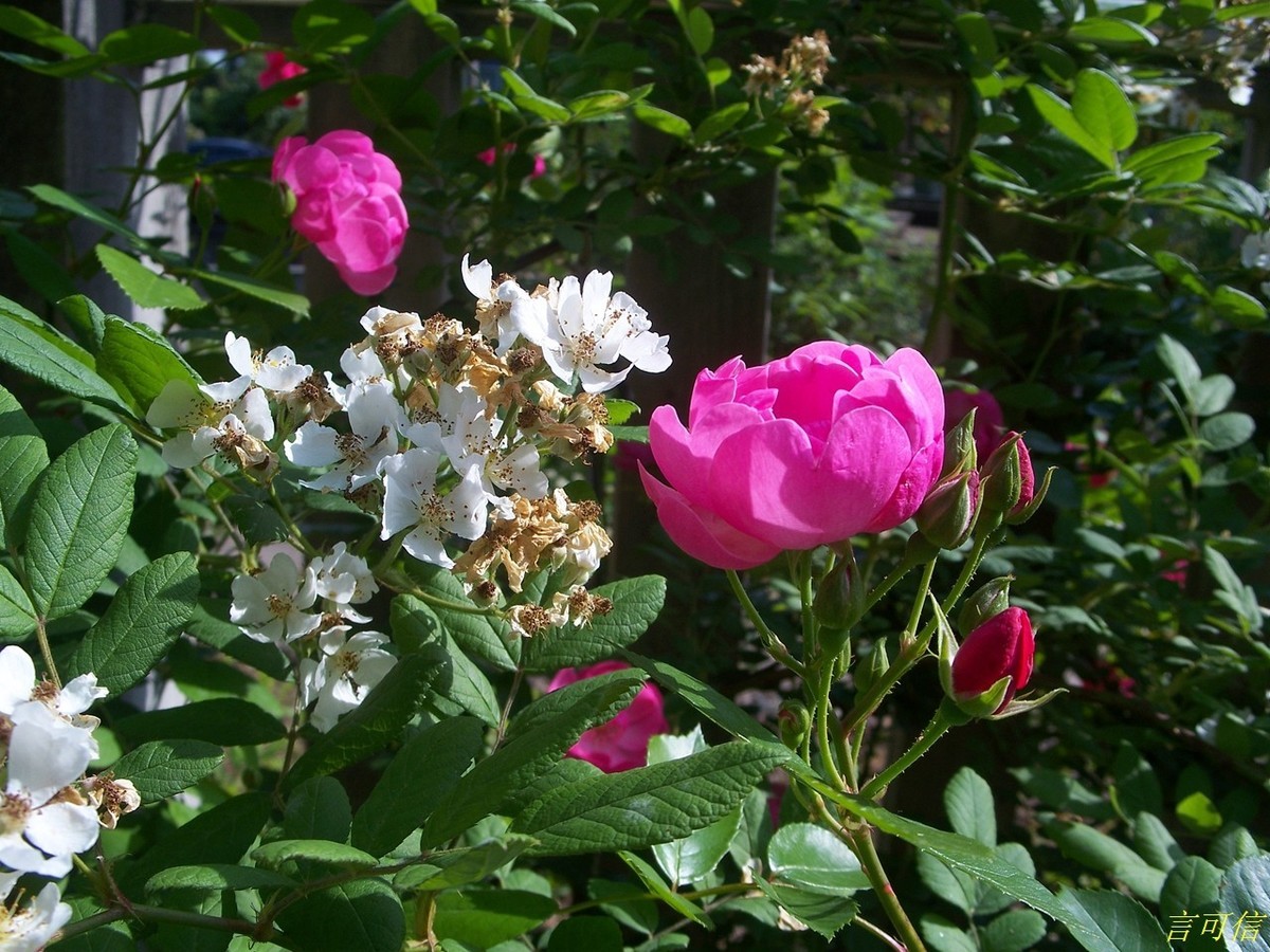 柯达老机C875的色彩