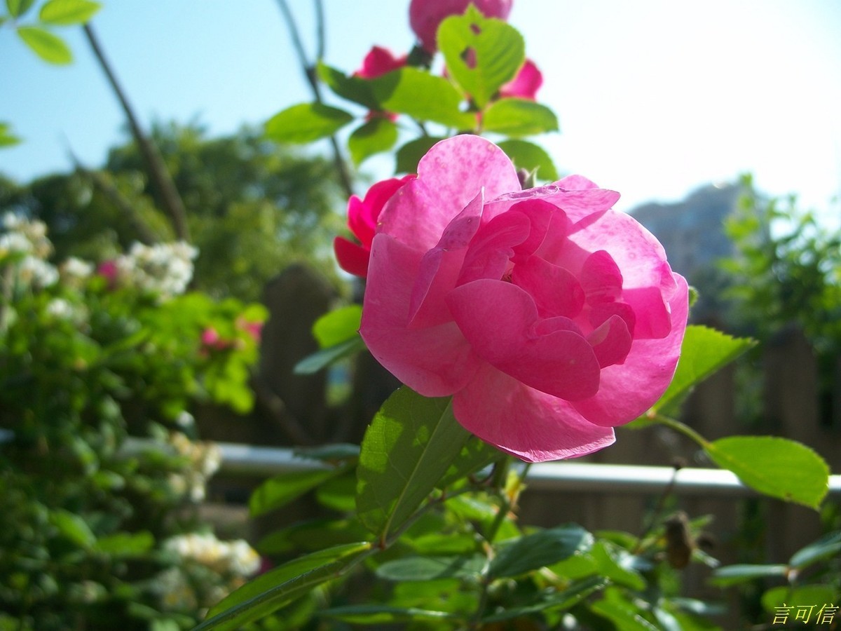 柯达老机C875的色彩