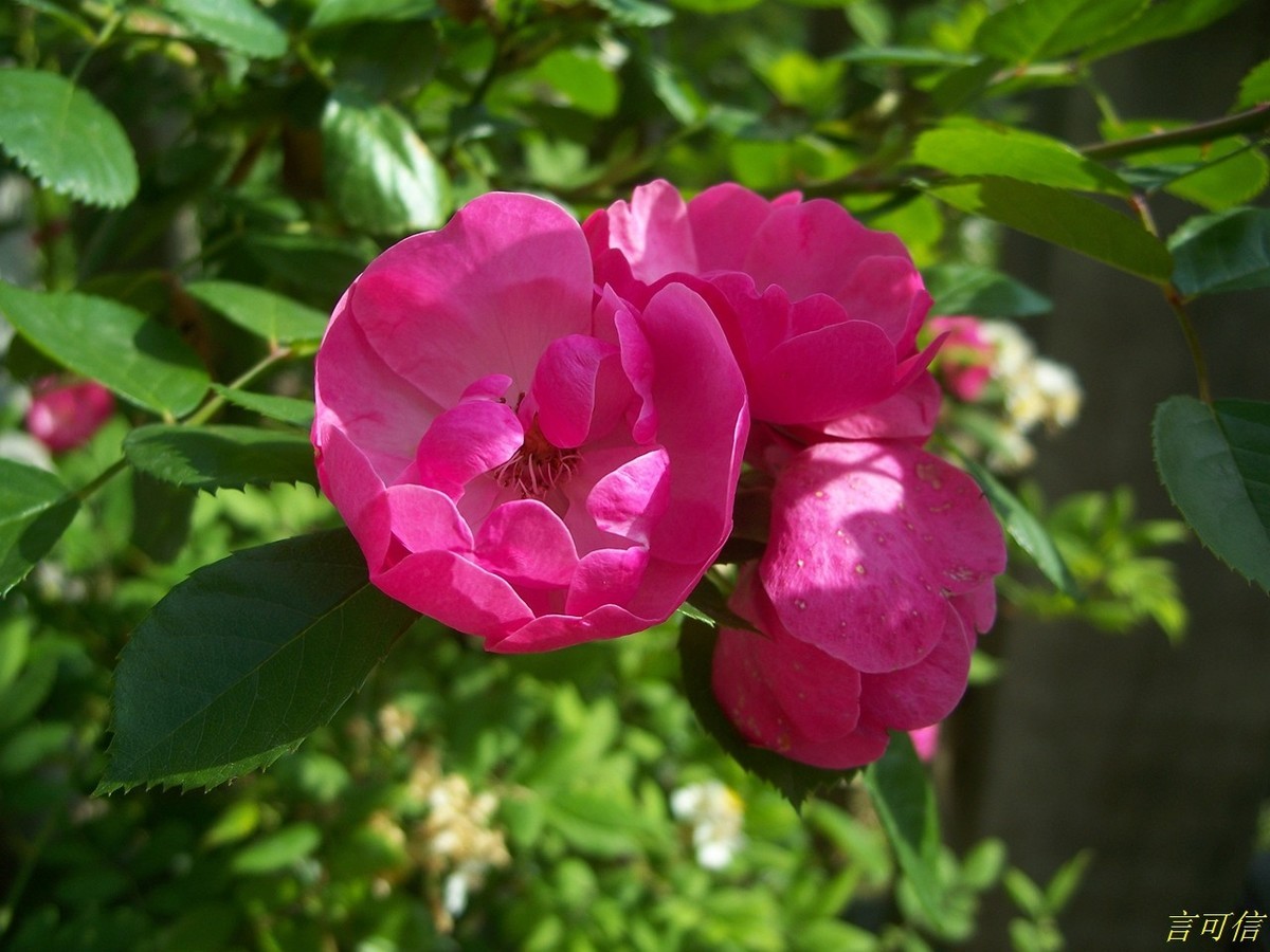 柯达老机C875的色彩