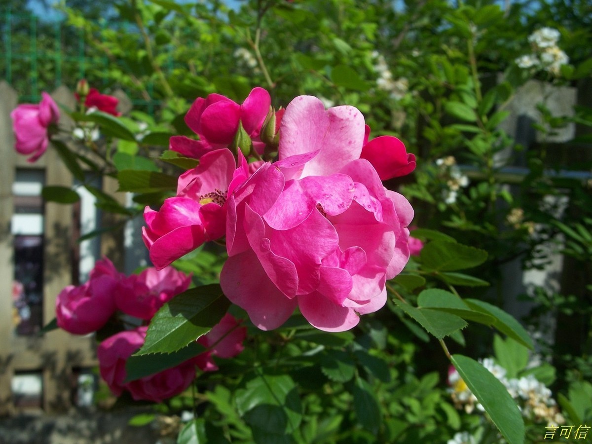 柯达老机C875的色彩