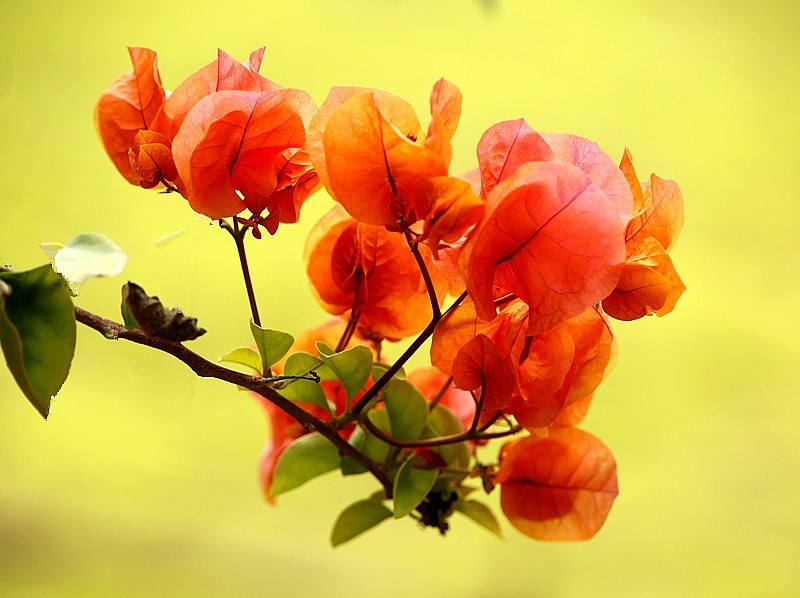 930【不老松：海南游摄纪实】临高长島兰湾的橙色三角梅!(1)