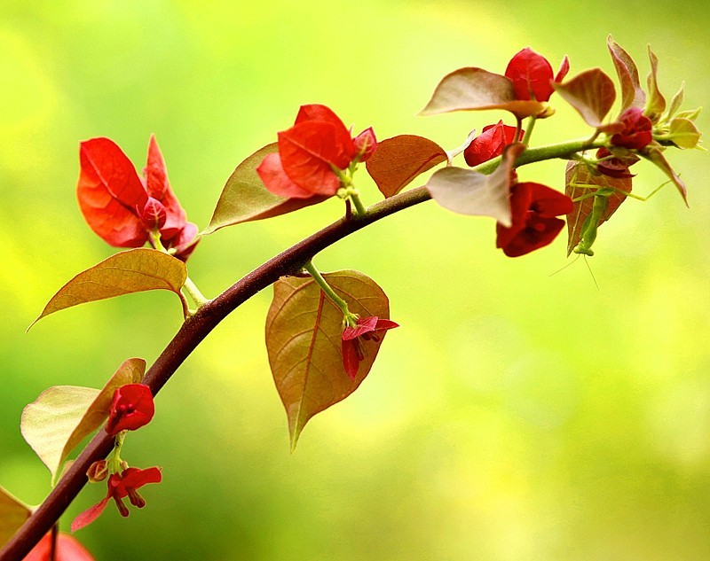 930【不老松：海南游摄纪实】临高长島兰湾的橙色三角梅!(1)