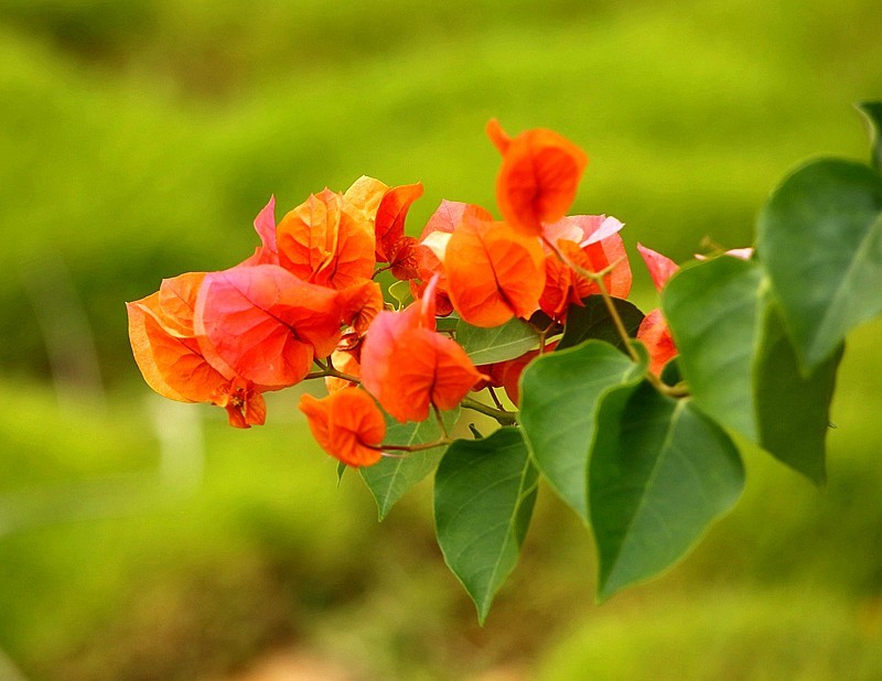 930【不老松：海南游摄纪实】临高长島兰湾的橙色三角梅!(1)