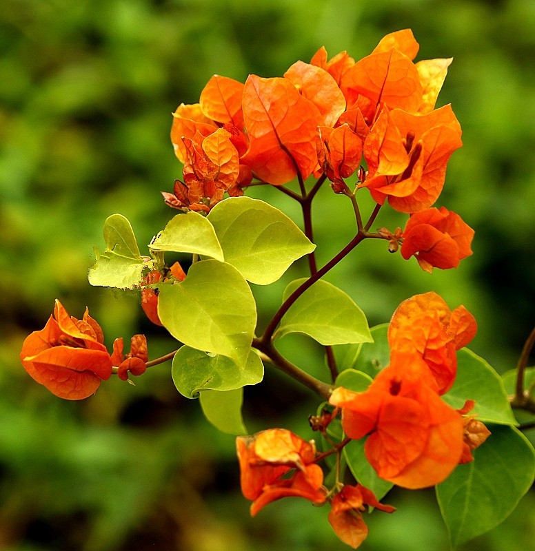 930【不老松：海南游摄纪实】临高长島兰湾的橙色三角梅!(1)