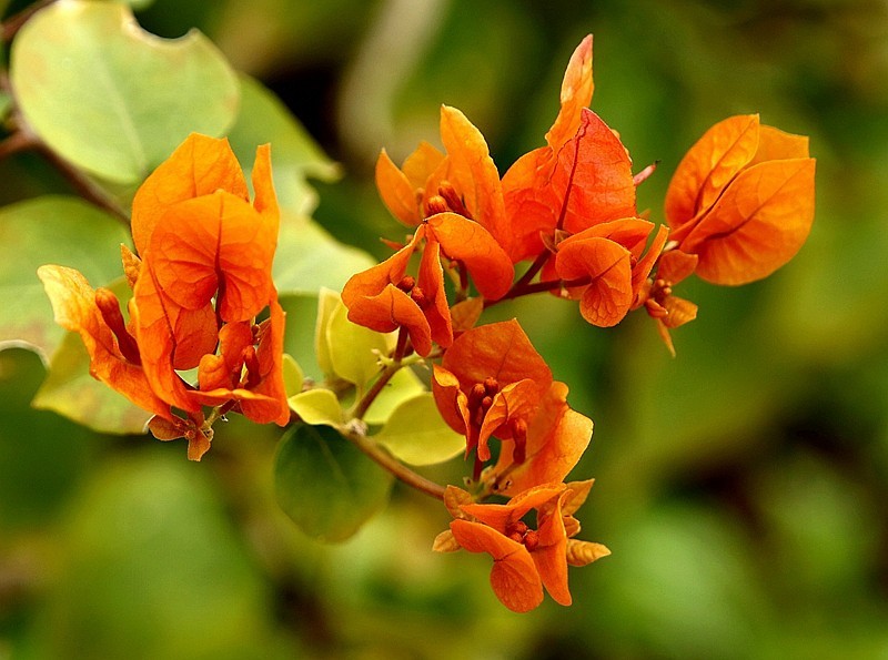 930【不老松：海南游摄纪实】临高长島兰湾的橙色三角梅!(1)