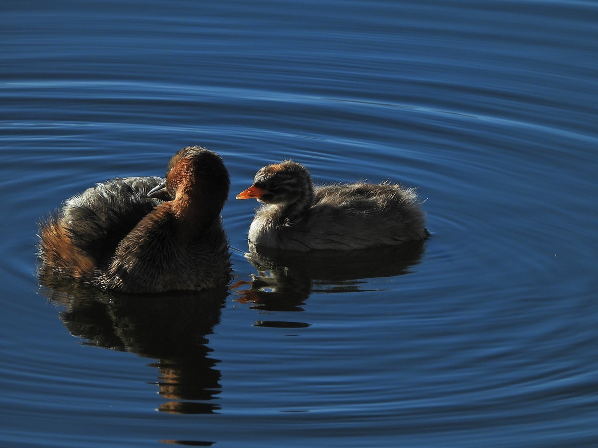 按耐不住超长焦的诱惑，双11剁手P1000 第二弹