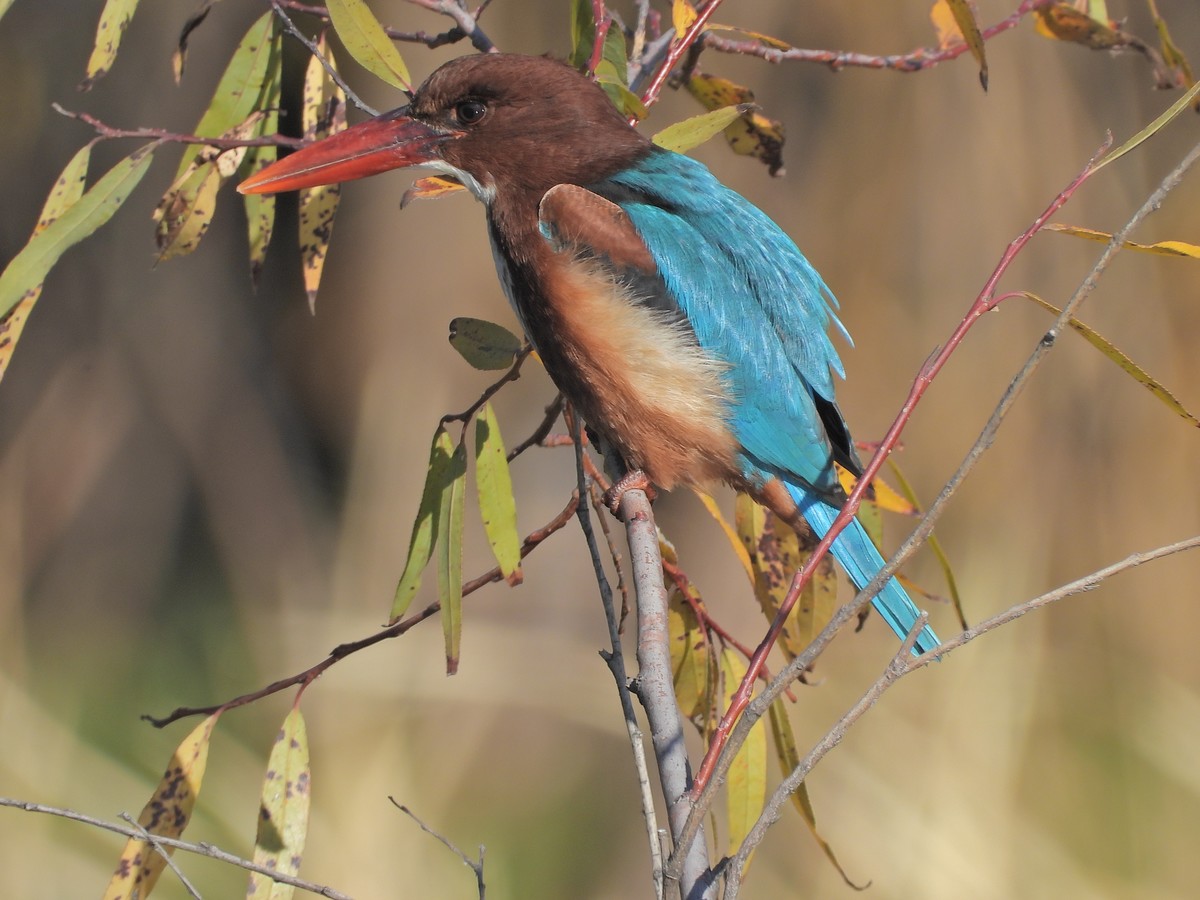 按耐不住超长焦的诱惑，双11剁手P1000 第二弹