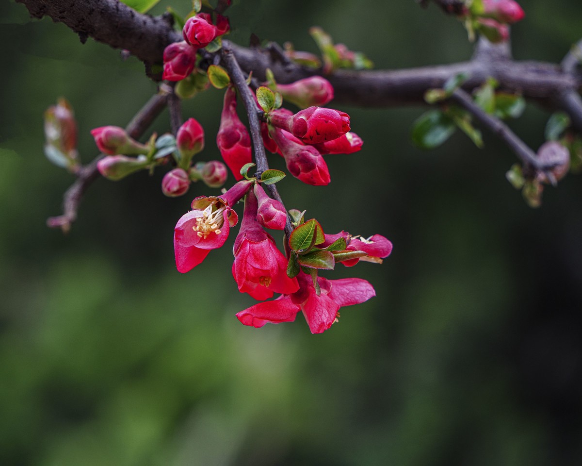 百花园（86）-----海棠绽放