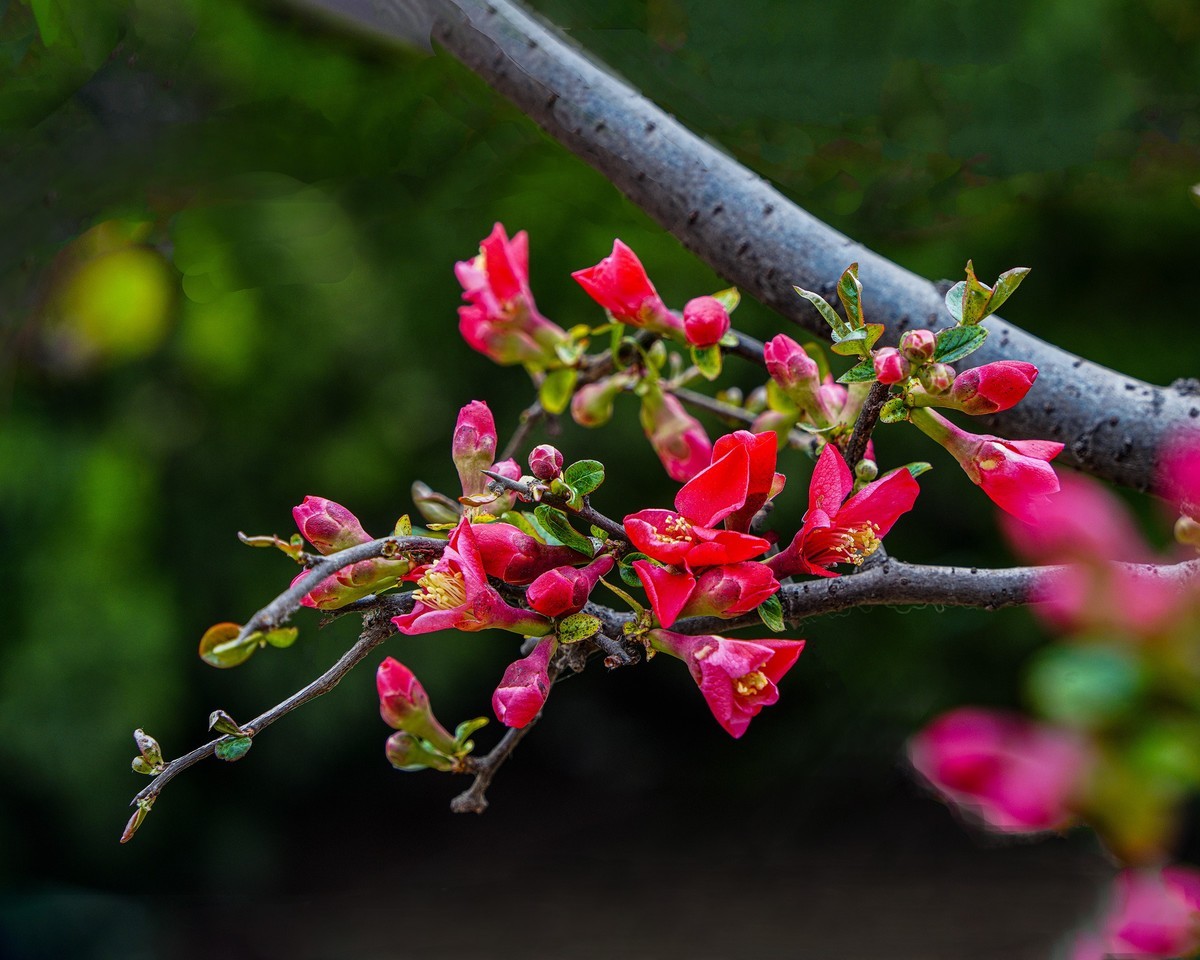 百花园（86）-----海棠绽放