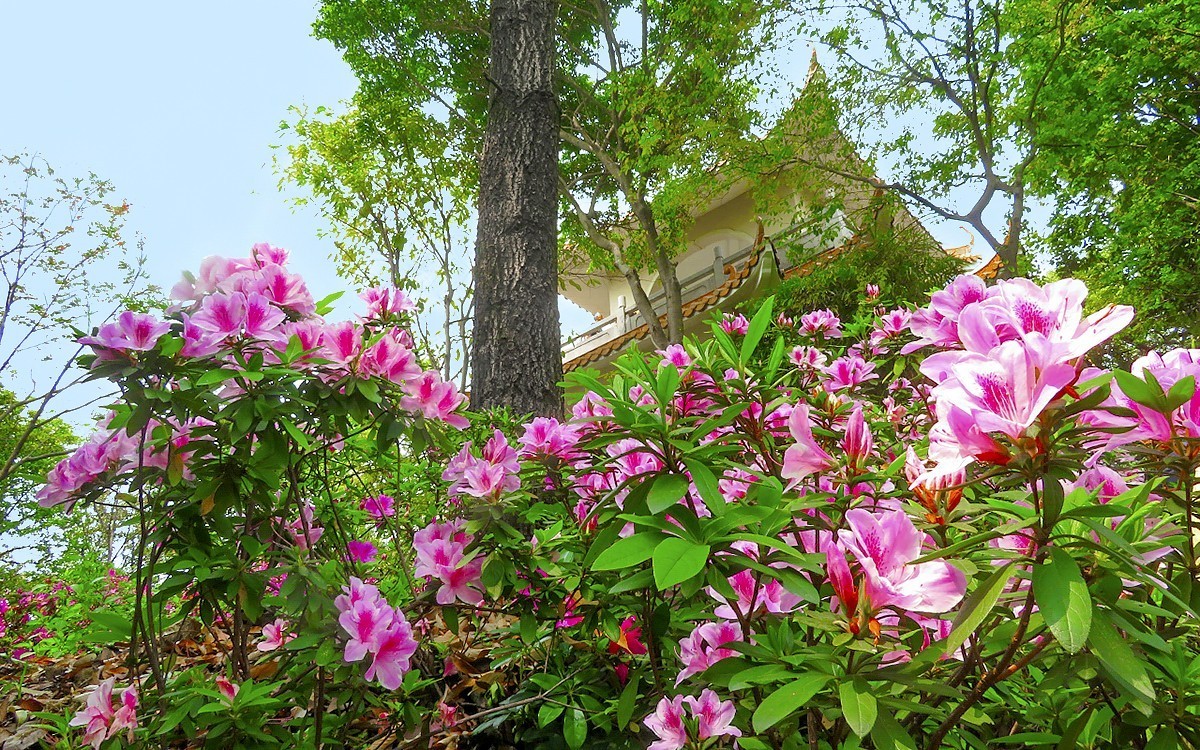 23101 ─ 春游鸿鹄山