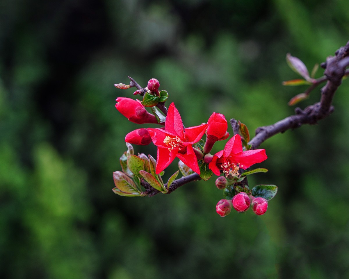 百花园（86）-----海棠绽放