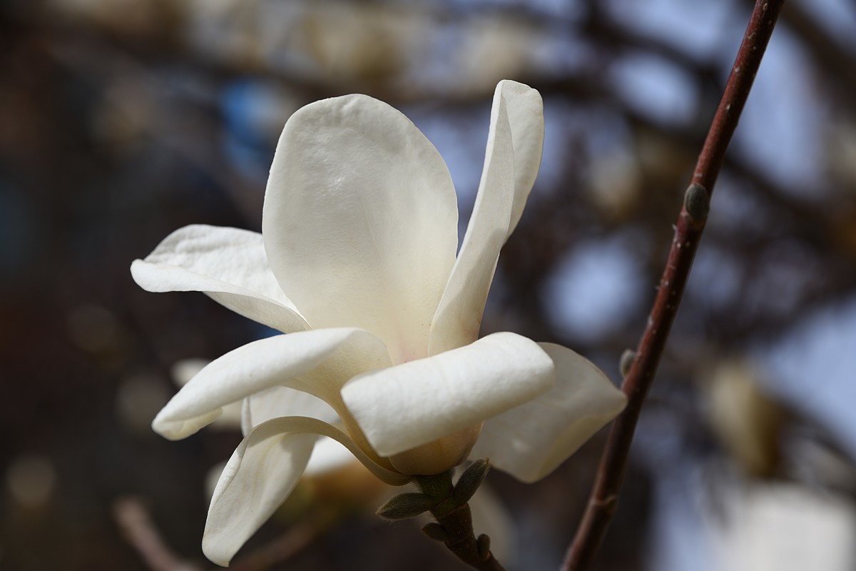 2023玉兰花（5）