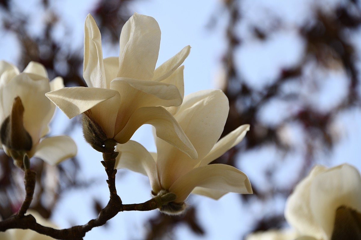 2023玉兰花（5）