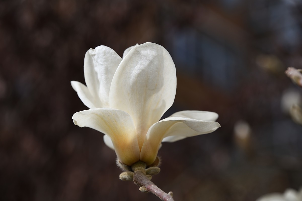 2023玉兰花（5）