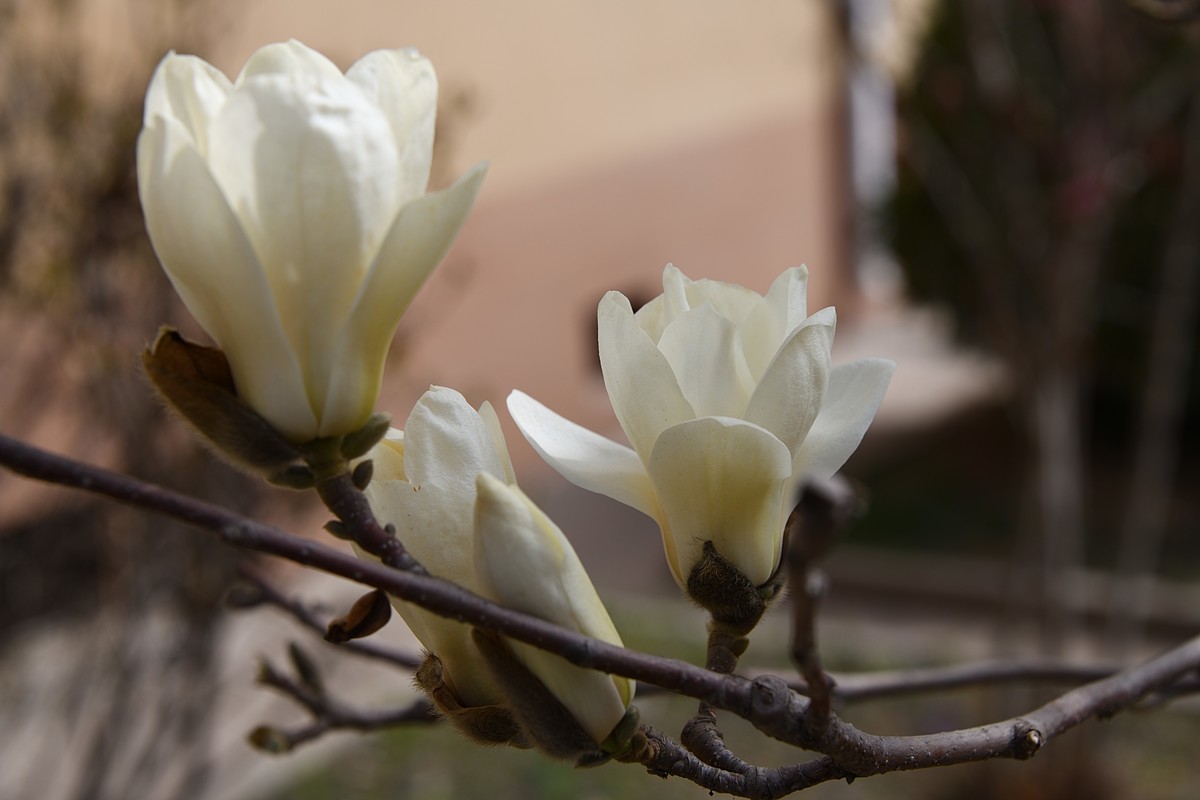 2023玉兰花（5）