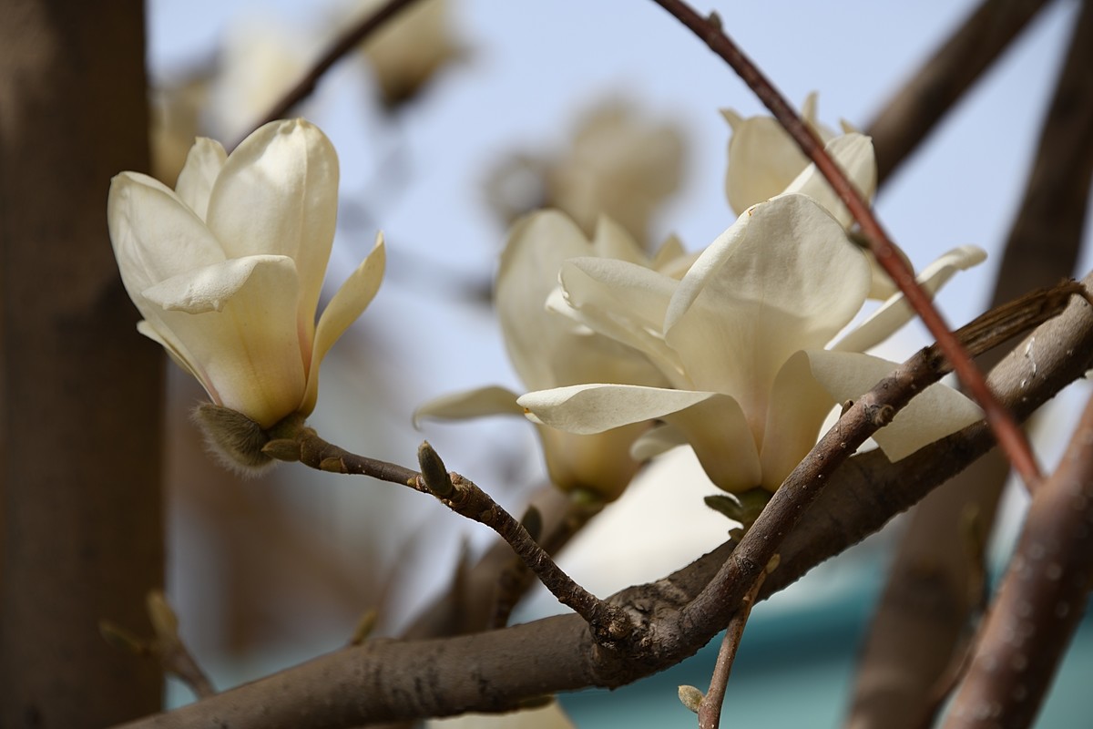 2023玉兰花（5）