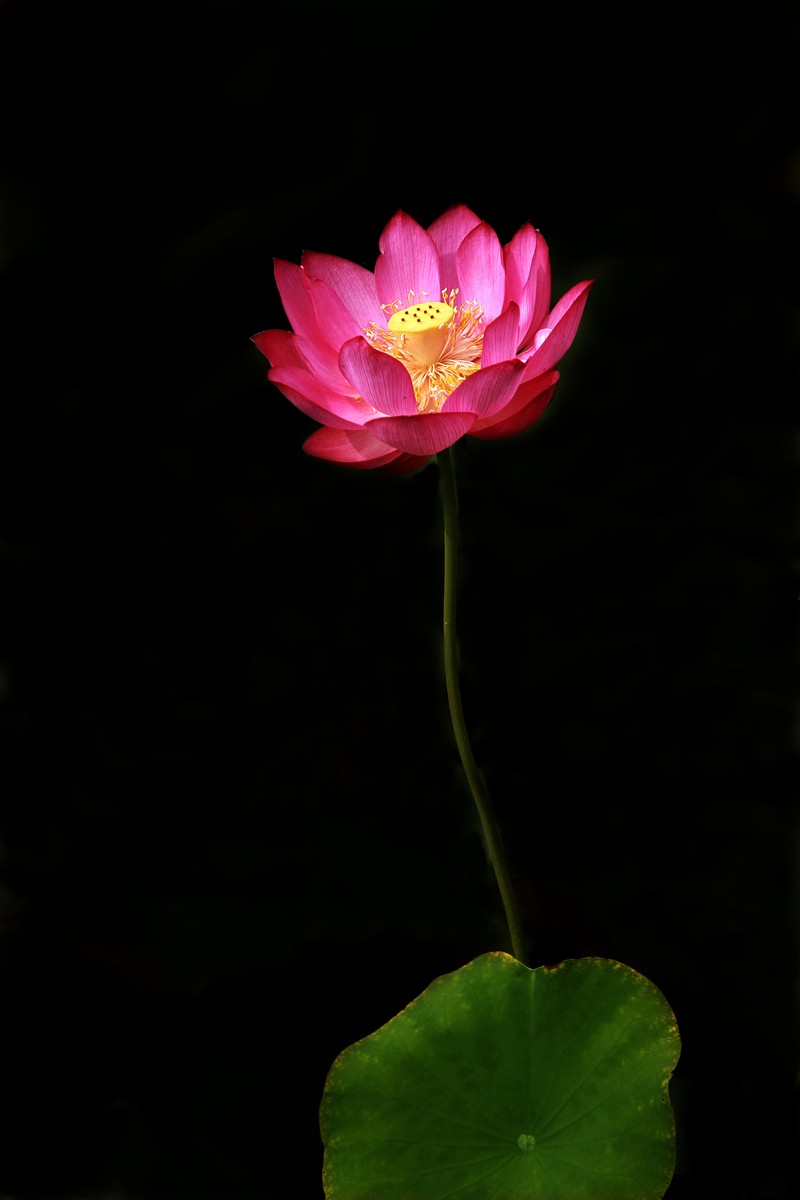 ╭*★*╯荷花╭*★*╯　