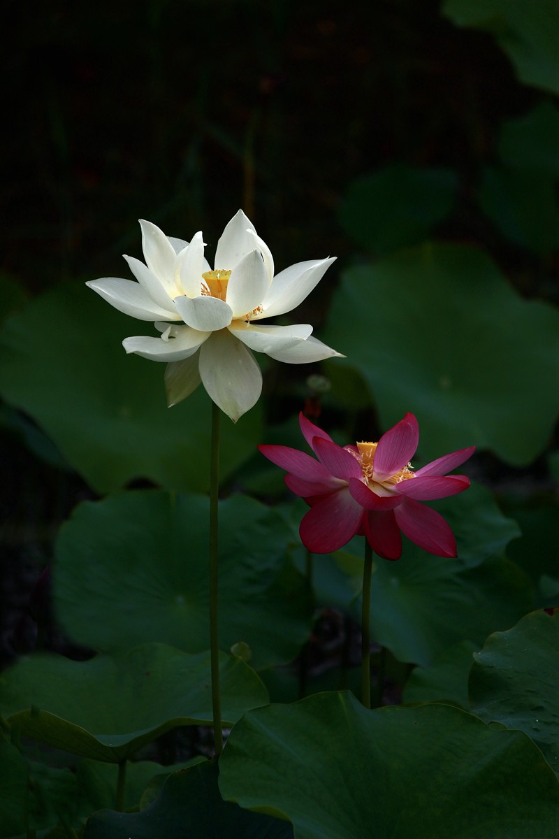 ╭*★*╯荷花╭*★*╯　