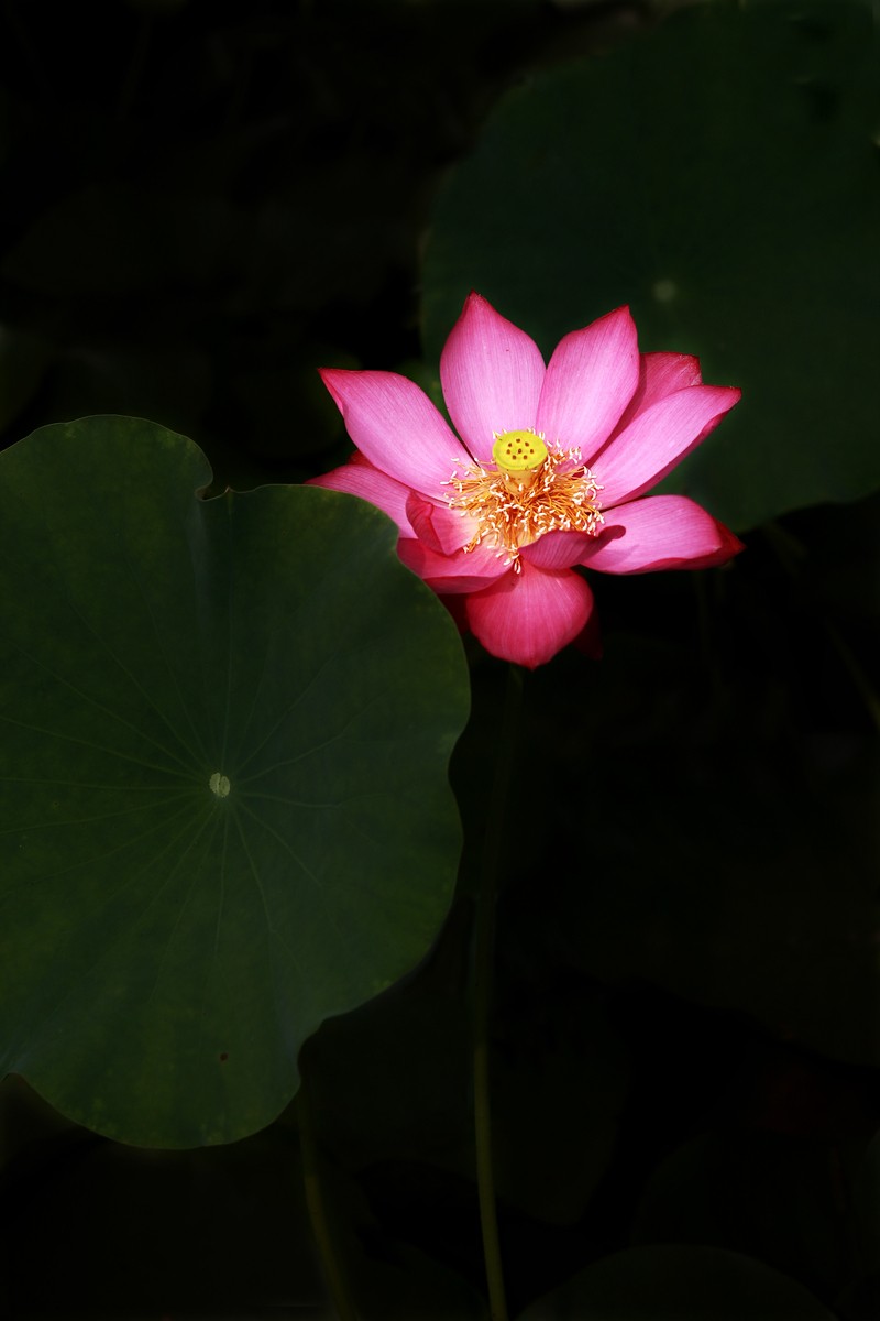 ╭*★*╯荷花╭*★*╯　