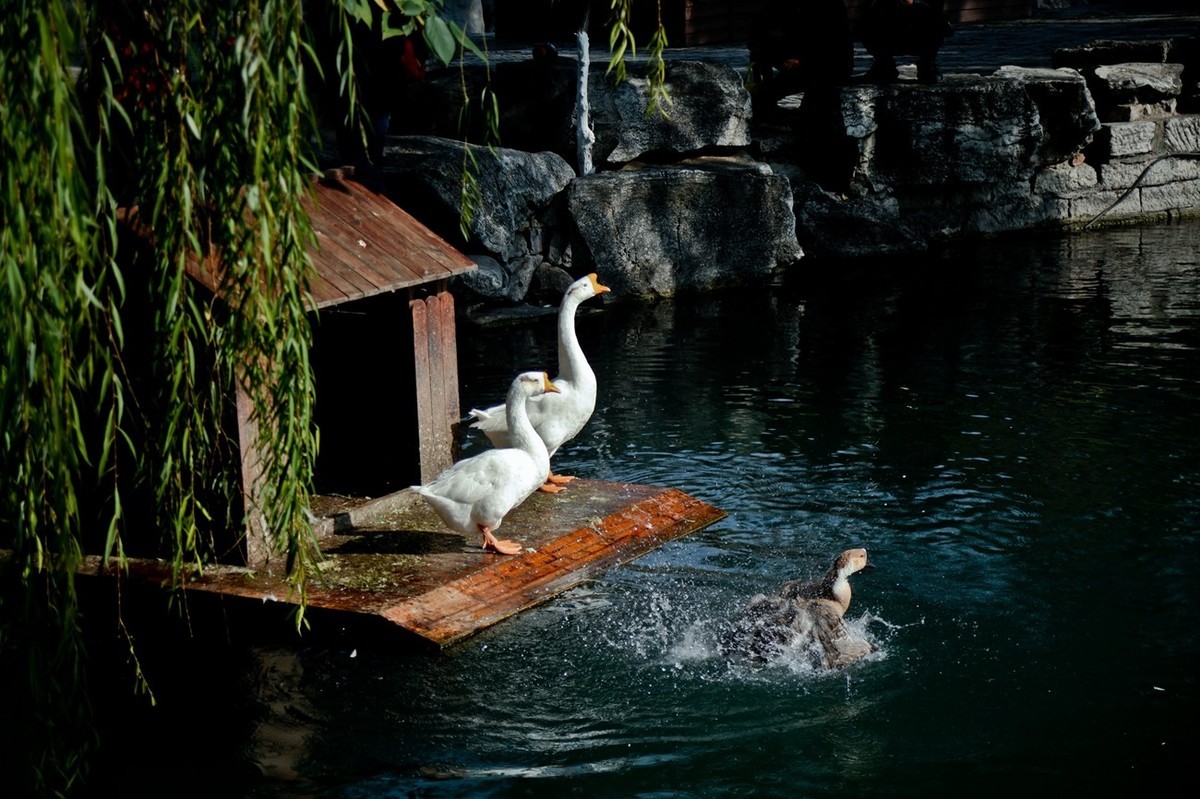 明湖百花洲——冬日水暖