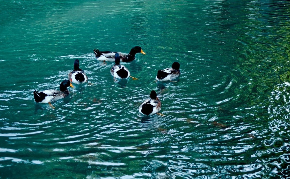 明湖百花洲——冬日水暖