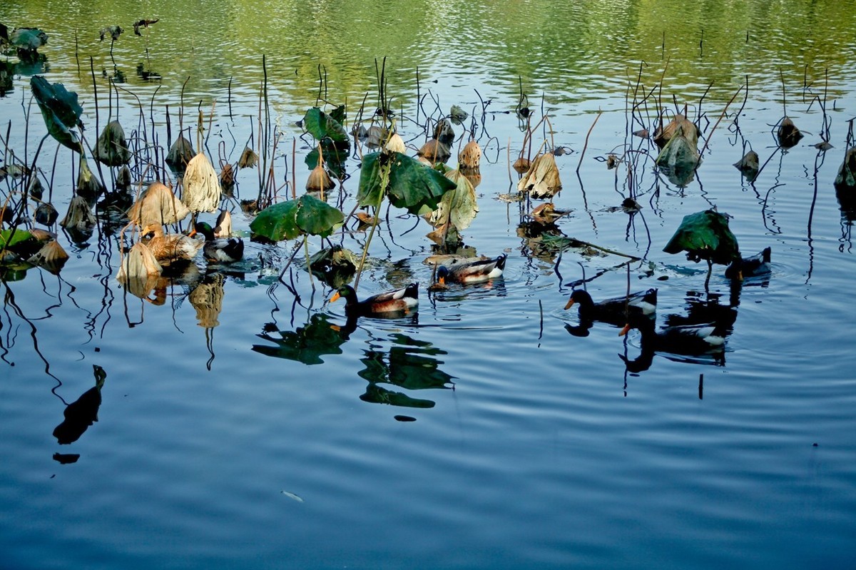 明湖百花洲——冬日水暖