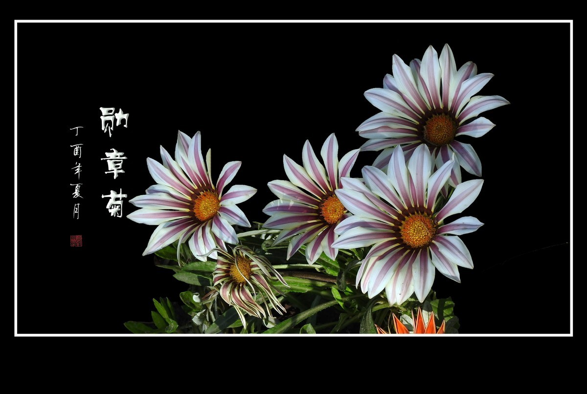 日照鲜花闪金光，草尖挂满功勋章
